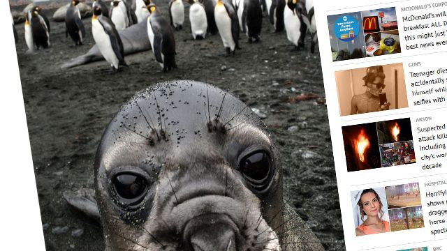 Tyulen`ning pingvinlar bilan “selfisi”
