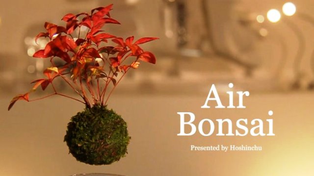 Havoda parvoz qiladigan bonsay daraxtlari (+video)