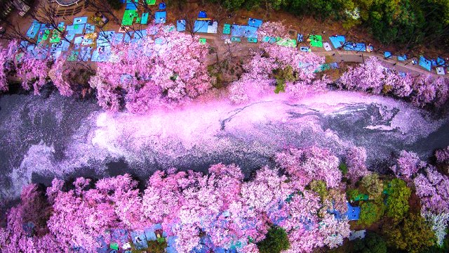 Yaponiyada Sakura gullashining ajoyib suratlari
