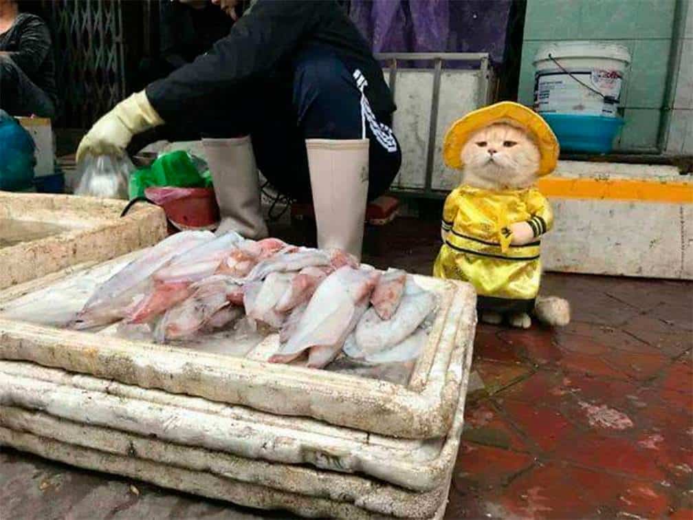 На вьетнамском рынке замечен необычный продавец рыбы