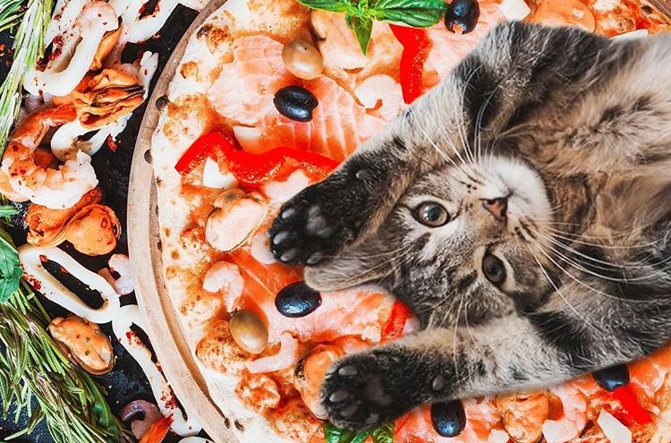 Художница соединяет в фотошопе несовместимое — еду и котиков