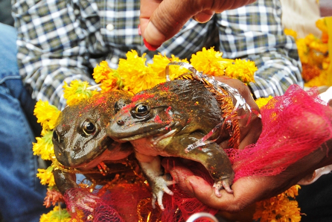 В Индии поженили двух лягушек