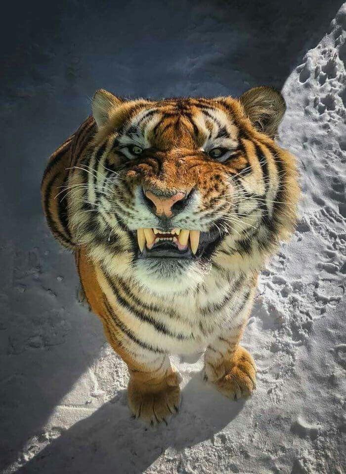 Тигр улыбается на камеру