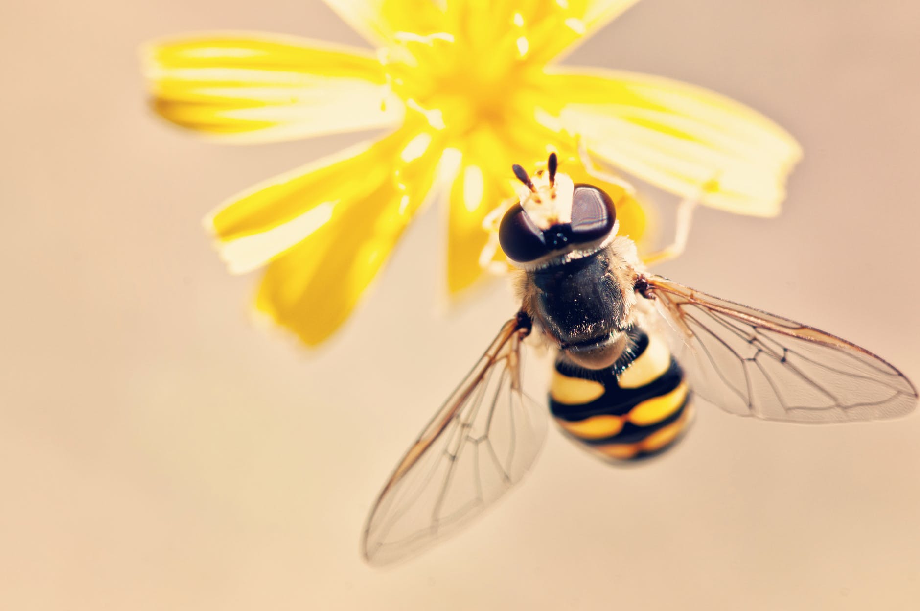 Что произойдет с человечеством, если исчезнут пчелы