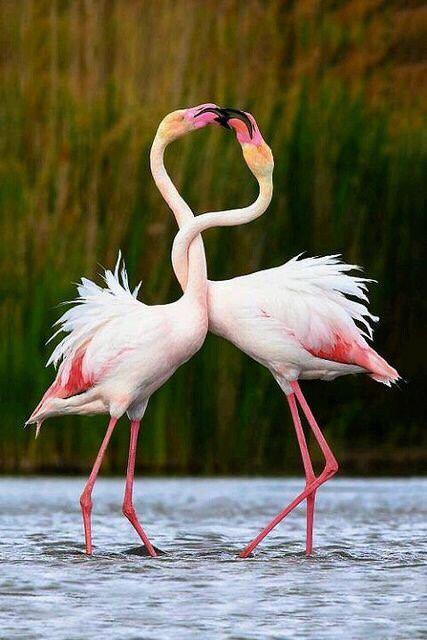 Любовь фламинго