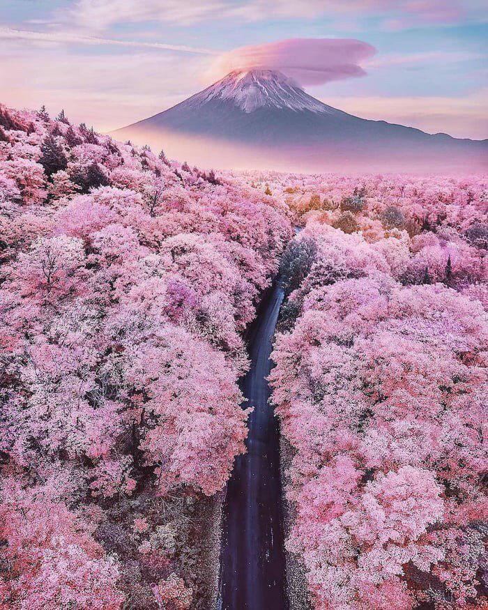 Сакура — Гора Фудзи, Япония