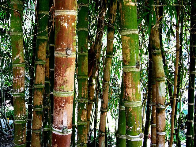 Bamboo: Crop of the Future
