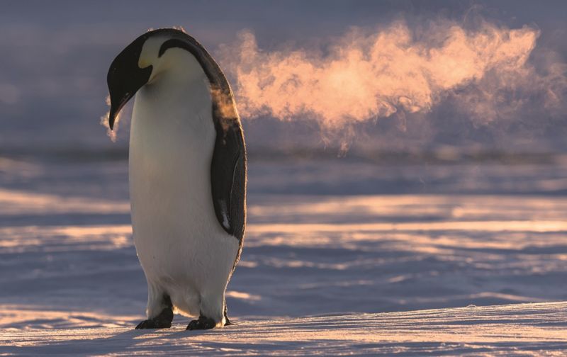Fotograf o‘n ming pingvin bilan birga o‘tkazgan oylarini suratlarga muhrladi