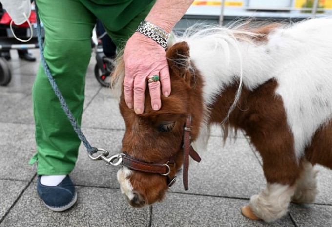 В Германии нашли самую маленькую лошадь в мире. И она с легкостью украдет ваши сердечки