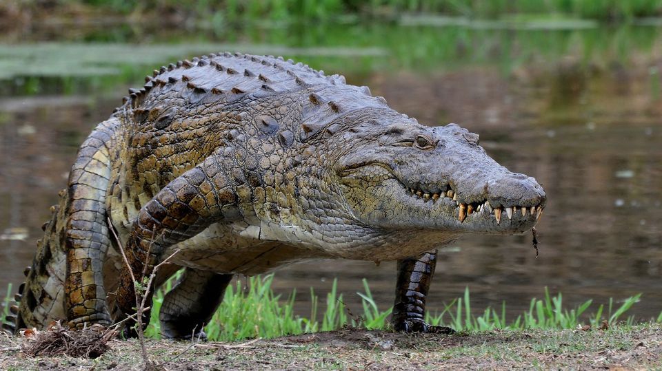 11 мифов о крокодилах, в которые люди верят зря
