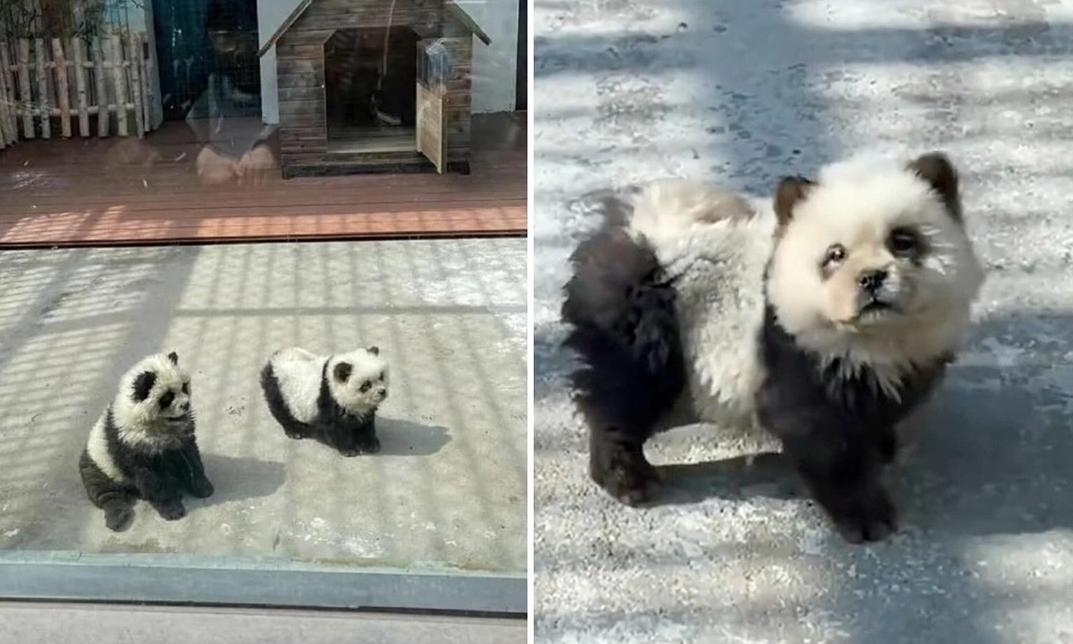 Китайский зоопарк выкрасил щенков под панд для привлечения посетителей