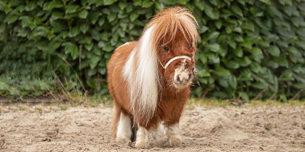 Pumukkel ismli kichkina ayg’ir dunyodagi eng kichik ot deb topildi